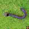 9146198 Genuine Volvo Oem S70 Idle Control Valve Hose 1999 Fits