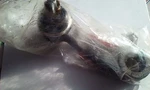 Dodge Challenger, Colt Plymouth Sapporo 18883 Trw Pitman Arm. Fixed Price $29.99.